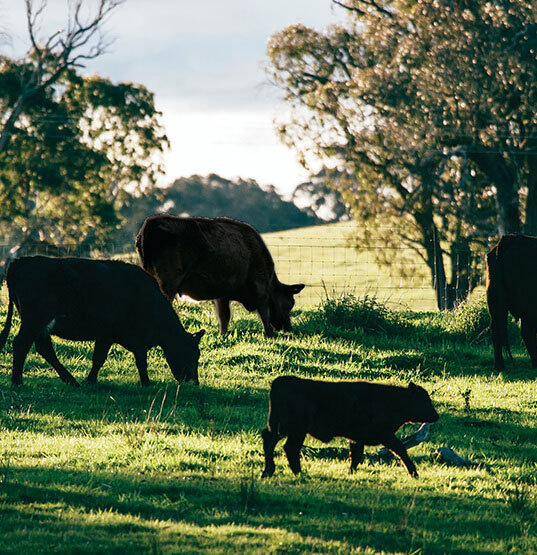 Cuts of Pure Beef